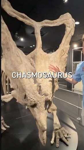 Chasmosaurus facts you didn’t know ☝️🤓