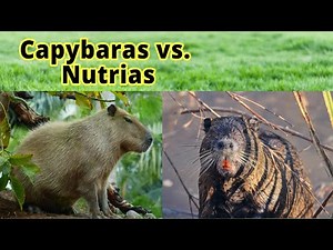 Capybaras vs. Nutrias: How to Distinguish Them???