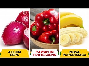 Scientific Name of Fruit & Vegetable | Learn Fruit & Vegetable Names with picture /educational video - Videos For Kids