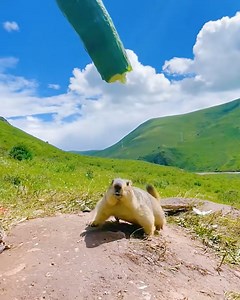 Adorable groundhog comes out to get food! 😍 | Trendy Magazine