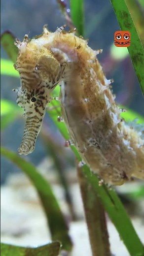 Einzigartig im Tierreich: Das Seepferdchen | Die Maus | WDR