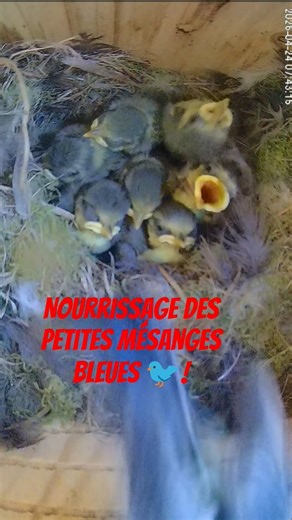 Nourrissage des petites mésanges bleues 🐦! #mésanges #oiseaux #nature #art #humour