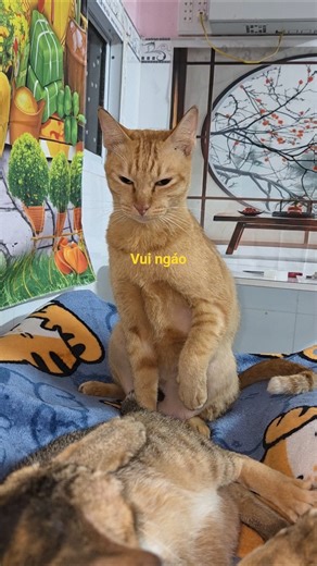 Golden cat in statue mode, ready to fight for its human. - Vui ngáo bất ngờ quá #khethui