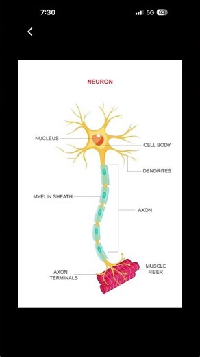 #Neuron: Nerve Cell That Controls Our Body