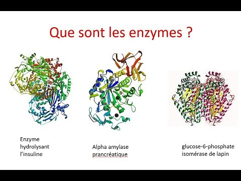 Qu'est ce qu'une enzyme ?