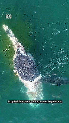 About 50 tiger sharks have been filmed feeding on a humpback whale off Queensland. The whale is believed to have died from natural causes off the Wide Bay coast. Read more: https://www.abc.net.au/news/2023-06-27/shark-frenzy-off-hervey-bay-humpback-whale/102528388 | ABC Brisbane