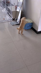 When paws meet purrs — the beginning of a lifelong friendship! 🐶🐱💕 Video Credit: https://www.instagram.com/goledenlovings/ #Dogexpress #Celebratingdoglove #Doglovers #Dogowners #lovemydog #doglove #doglife🐾 #InnocentEyes #KittenAndPuppy #FurryFriends #PawsAndPurrs #PetLove #AdorableAnimals #CutePets #PuppyPlaytime #KittenCuteness #UnlikelyFriends #AnimalBond #PetGoals #PuppyAndKittenLove #FluffyCompanions #dogsofinstagram | DogExpress