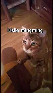 Hello #mothercat #catshorts #cat #catvideos