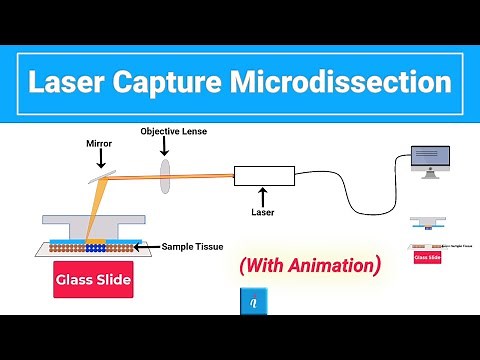 Laser Capture Microdissection (with animation)