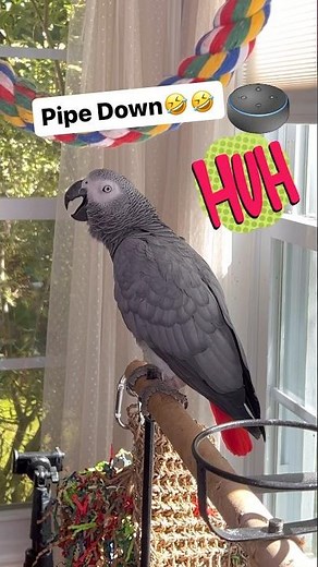 African Grey Talking Parrot tells Amazon Alexa to pipe down🤣#symontheafricangreyparrot #cag #birds