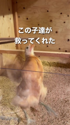 俺は移住早々、カメムシに精神を破壊された。 大の虫嫌いな上、千匹は無理だ。 いつか復讐してやる。 恨みを胸に、コッコ達に カメムシをプレゼントし続けた。 そして想いは届く。 食った。 姉妹で取り合う位、ガッついた。 この子達が、俺の心を、救ってくれた。 あれだけ憎んでいたあいつを、 頼むから居なくなってくれと懇願したあいつを、 俺は血眼で探す。 カメムシをください。 だが、季節は巡り、カメムシも出発の時。 もうカメムシは居ない。 正直、寂しい。 復讐もクソもない。 敵ではなく、味方だったのだ。 来秋、コッコ達と待ってる。 また会おうな、カメムシ。 ━━ 帳簿 ━━ 【残金推移】 1,000,000円（1本目） 988,490円（3本目 -11,510円 虫対策） 979,576円（7本目 -8,914円 鶏お迎え） 899,081円（11本目 -81,495円 3月生活費） 877,581円（12本目 -21,500円 鶏小屋） 872,281円（17本目 -5,300円 転売パーカー） 858,658円（20本目 -13,623円 畑初期投資） 740,111円（21本目 -118,