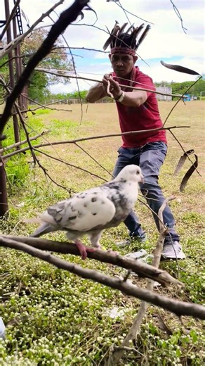 catching bird #birds #birdsong #birdsound