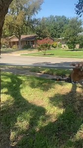 1.6M views · 6.7K reactions | Prevent Tree From Splitting #treeservice #treecare #treebrace #tree #brace #landscaping #treework | Janny Tree | Facebook