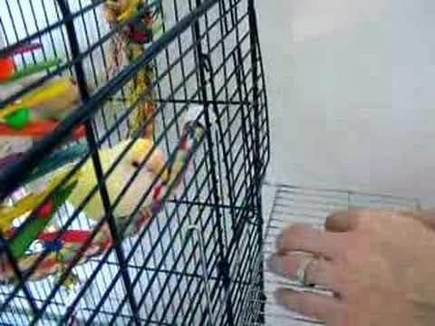 Setting up a Lovebird Nest Box