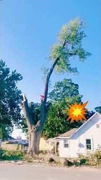 Biggest Tree Falls Caught on Camera!