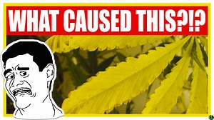 Why Cannabis Leaves Turn Yellow & How to Fix It - 420 Growers Club