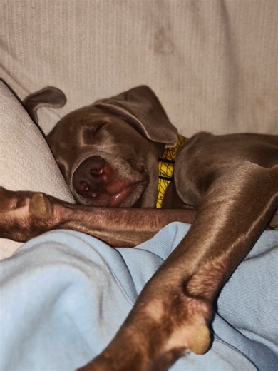 For context, this video was taken before her surgery. She is currently sleeping in her playpen with a super suit and a donut on. 🩷 I'm sure she's dreaming of playing frisbee ✨️ #weimaranersoftiktok #weimaraner #dogsoftiktok #dog #weimaranerpuppy