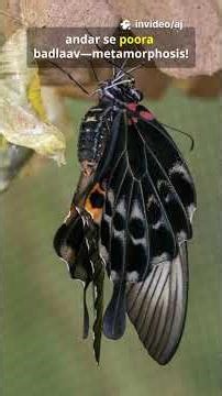 तितली के 5 Amazing Facts 🦋 जो आपको हैरान कर देंगे | Butterfly Facts in Hindi