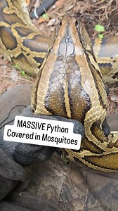 194K views · 18K reactions | @reptilekyle @crittercatchermeg What scarier, the python or the mosquitoes?  . #python #snake #reels #wildlife #nature | Snakeaholic | Facebook