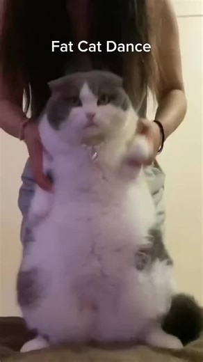 Cute Fat Cat Dancing Fun Compilation