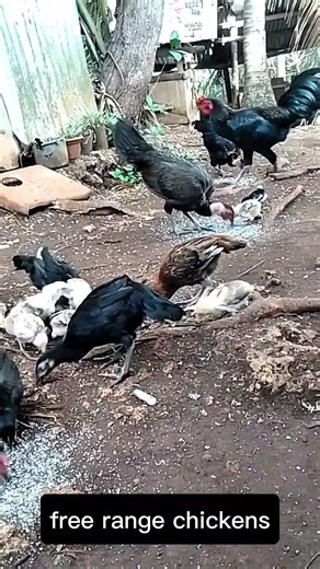 FREE RANGE CHICKEN FARMING #chicken, #shortvideo