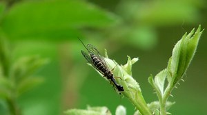 Snakefly, Bug, Insect, Beetle