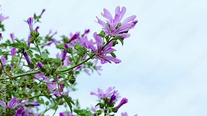 Common mallow (Malva sylvestris) sways in the wind. Violet wild flower in vivo.