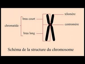 Chapitre VIII : Le chromosome au cours du cycle cellulaire