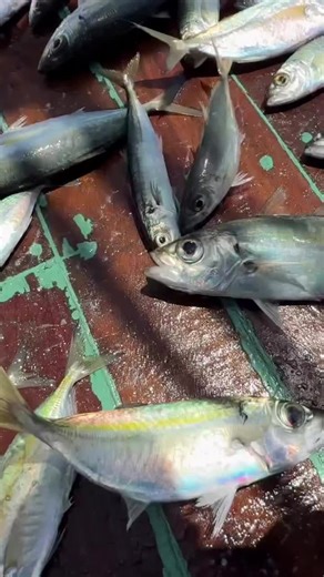 Fishing videos in USA Ocean #fishing #ocean #oceaneyes #usa #newyork