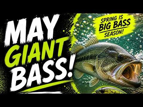 How To Catch Giant Bass In May!!!