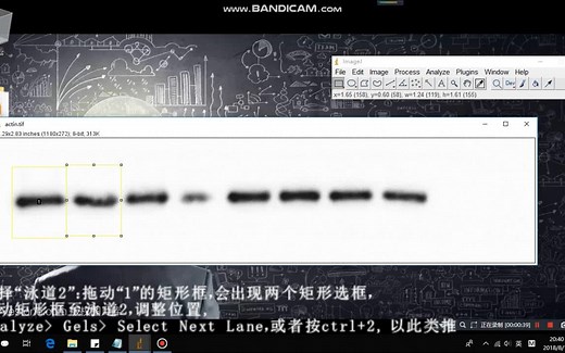 ImageJ对Western Blot灰度分析 （新增重制版）