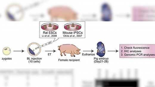 Scientists create human-pig hybrid - Video