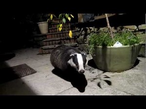 Sweet Tame Badger visit