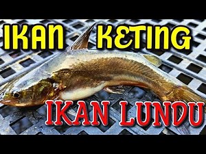 Populasi Ikan Keting Atau Ikan Lundu Di Habitat Air Tawar Yang Luar Biasa Melimpah