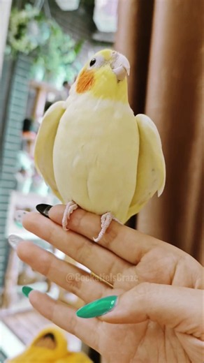 Cute Baby Cockatiel Whistle-Mimicking Magic! 🎶🐥 #cockatielscraze