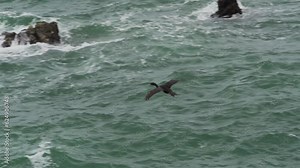 Bird colony of guano cormorant in Paracas national park at the Pacific Ocean coast line of Peru. Guanay cormorant or Guanay shag, Leucocarbo bougainvillii, on guano covered rocks.