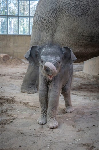 Baby elephant Tula-Tu will make her public debut at Oregon Zoo. Here's how to meet her