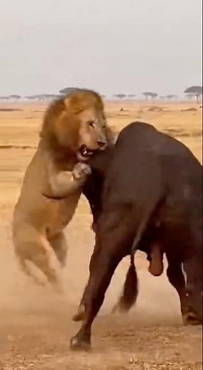 Lion vs Bull: The Most Brutal Real Fight Ever Caught on iPhone!