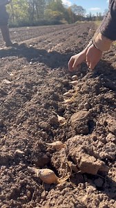 Last call for shallots! 🧅 Time to get planting #shallots #farm #agriculture #garden #gardening #fall | Hudson Valley Seed Co.