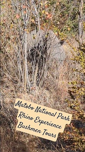 Incredible Rhino Experience at Matobo National Park Zimbabwe with Bushmen Tours!!!