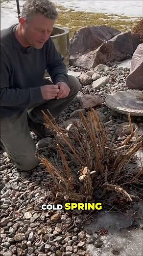 Revitalize Your Shrub | AmberJubilee Ninebark