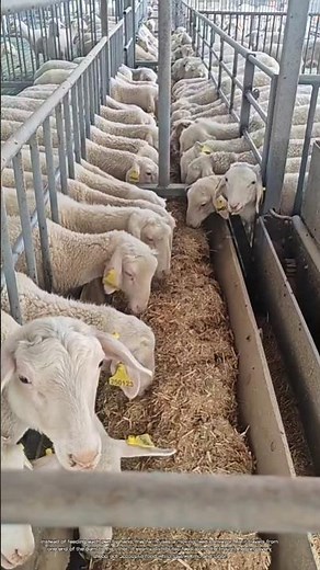 How This Moving Conveyor Feeds Hundreds of Sheep #rurallife #livestocklife #farm