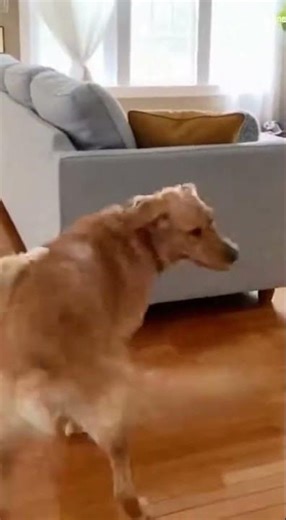 The cat jumps from above straight onto the dog