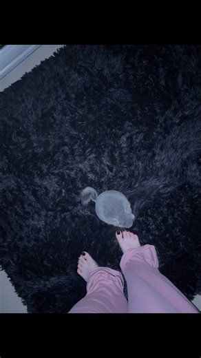 Ultimate Guide to Caring for Chinchillas