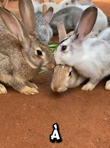 Cuniculture: Élèves de Lapins à la Ferme