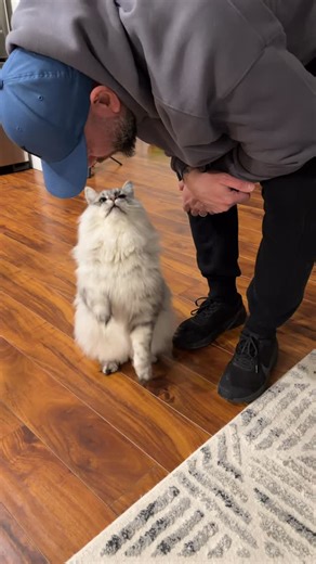 Cloud & Lola🐱The Siberian Cats on Instagram: "Cloud greeting cat dad. Episode 762 😸 He waits all day just for this moment 🥰😻 #cat #catlife #catlover"
