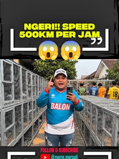 MEME MERPATI on TikTok