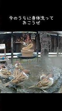 降雪前の寒中水泳大会 #スズメ