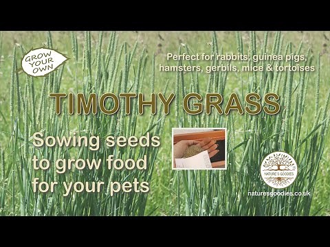 How to sow Timothy Grass to grow as pet food for tortoises rabbits guinea pigs gerbils hamsters mice