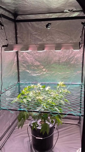 SCROG Gorilla Zkittlez #grow #dwc #scrog #gorillazkittlez #asteroweed